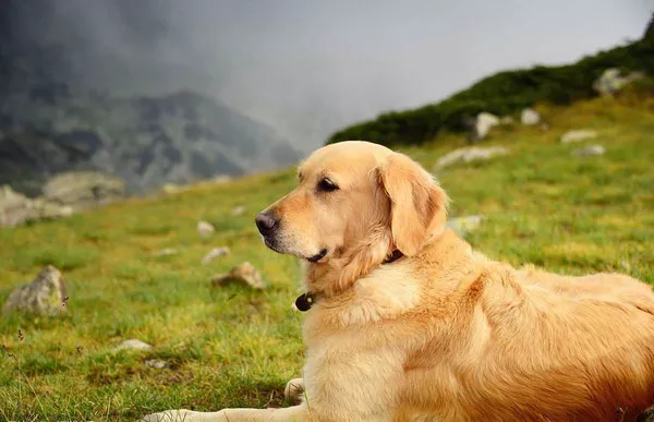 Why Does My Golden Retriever Growl at Me: A Quick Guide - idogwoofwoof.com